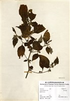 藏品(雙花龍葵)的圖片
